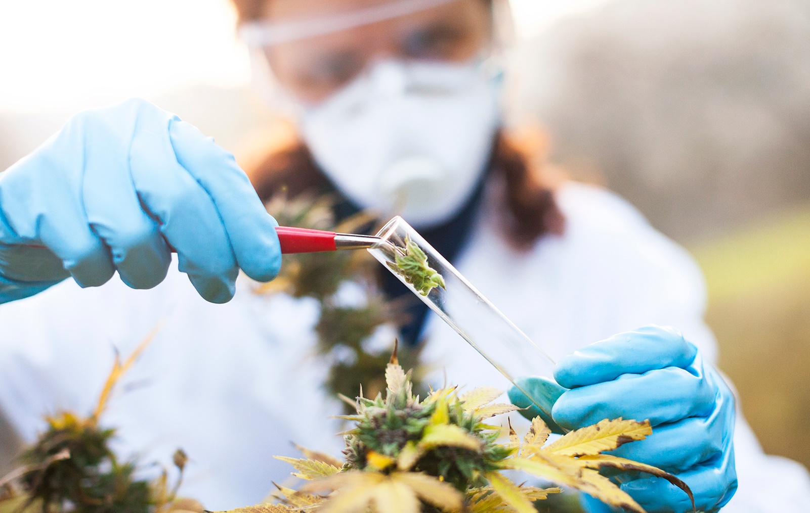 Cannabis Extraction