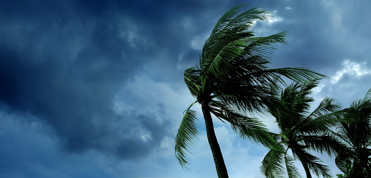 Trees Blowing In Storm