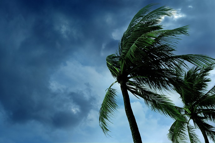 Trees Blowing In Storm