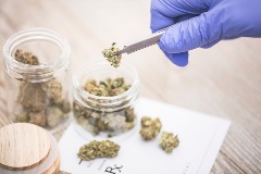 A Budding Market Professional Lines Opportunity in The Cannabis Sector