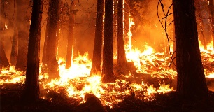 Trees burning as wildfire rages in forest