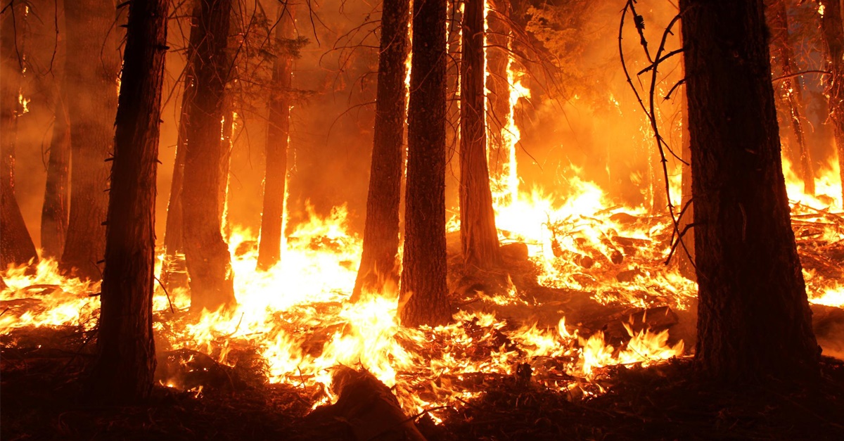 Trees burning as wildfire rages in forest