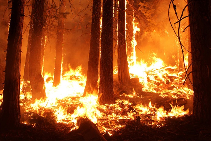 Trees burning as wildfire rages in forest